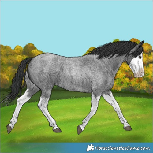 Horse Color:Blue Roan Splash 