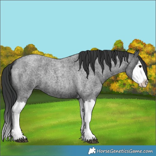 Horse Color:Blue Roan Splash 