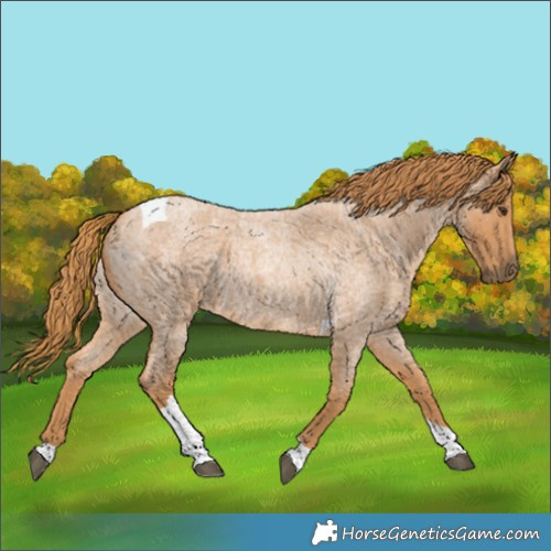 Horse Color:Red Roan Tobiano 