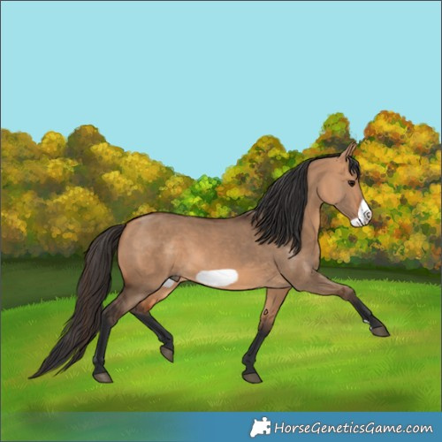 Horse Color:Bay Dun Frame