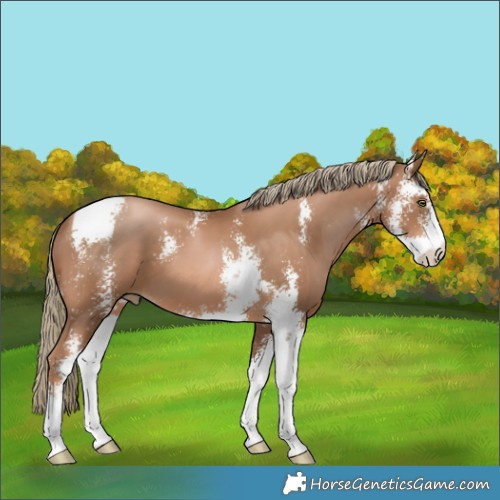 Horse Color:Liver Chestnut Pearl Sabino 