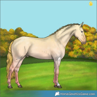 Horse Color:Red Dun Chinchilla 