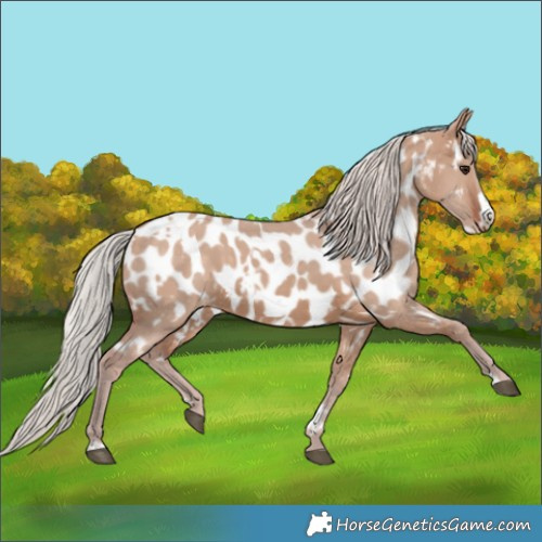 Horse Color:White Spotted Silver Brown Dun Frame Appaloosa