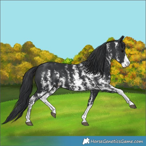 Horse Color:Black Sabino 