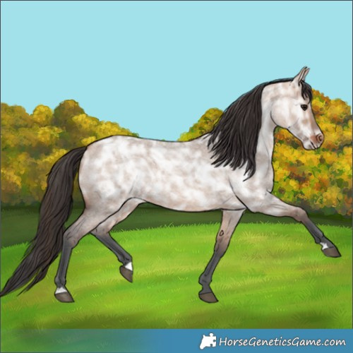 Horse Color:Bay Ice Roan Dun Rabicano