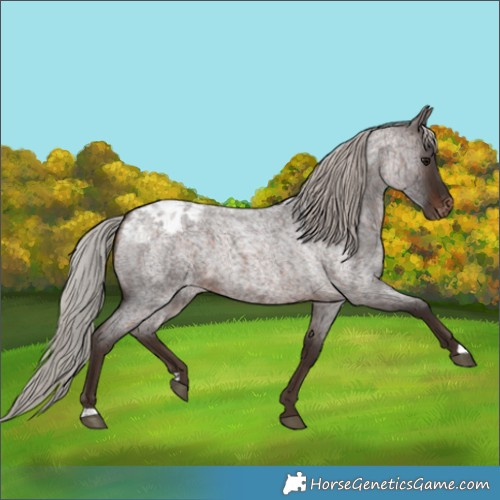 Horse Color:Silver Brown Roan Appaloosa