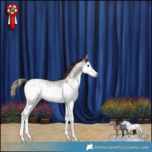 Horse Color:Gray Red Roan Splash Appaloosa