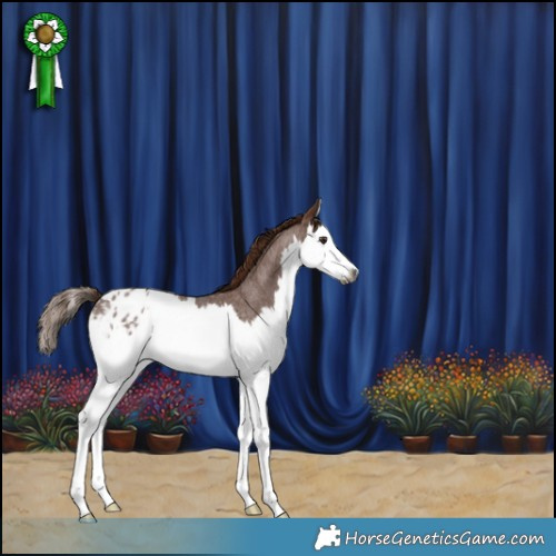 Horse Color:Gray Red Roan Splash Appaloosa 