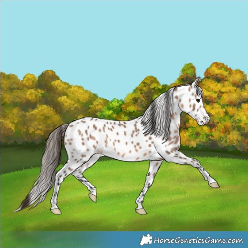 Horse Color:Brown Dun Appaloosa