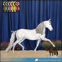 Horse Color:Perlino Splash  and Perlino Splash 