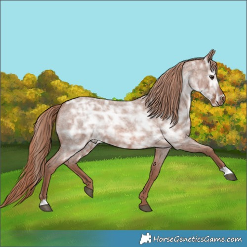 Horse Color:Red Ice Roan Rabicano
