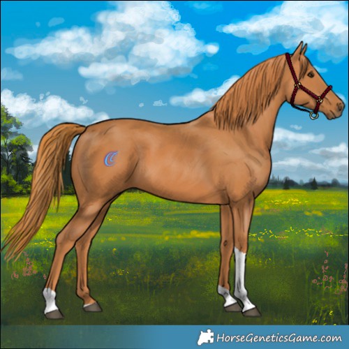 Horse Color:Chestnut Tobiano Rabicano 