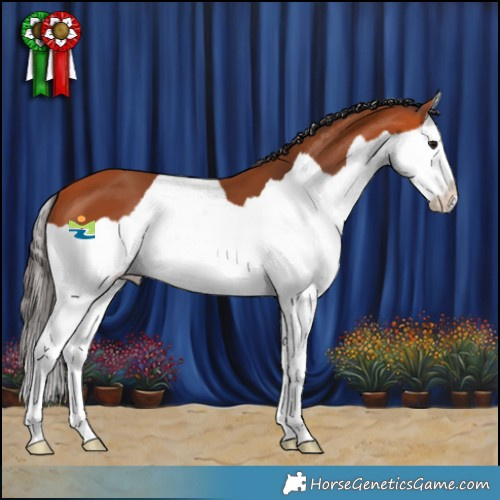 Horse Color:Bay Splash 