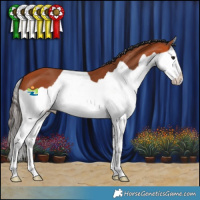 Horse Color:Bay Splash 