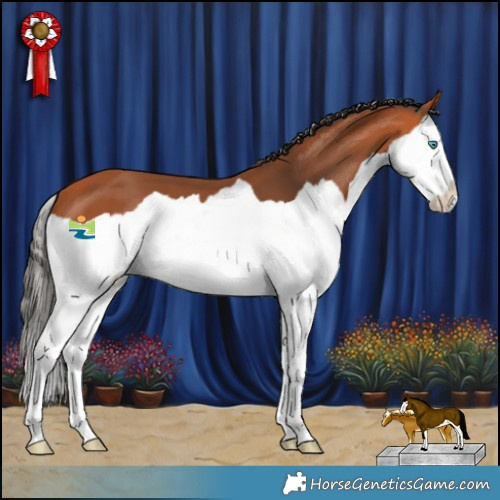 Horse Color:Bay Splash