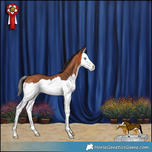 Horse Color:Bay Splash