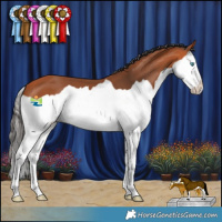 Horse Color:Bay Splash 