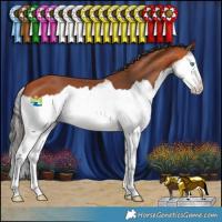 Horse Color:Bay Splash 
