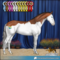 Horse Color:Bay Splash 