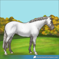 Horse Color:Silver Blue Roan Near Fewspot 