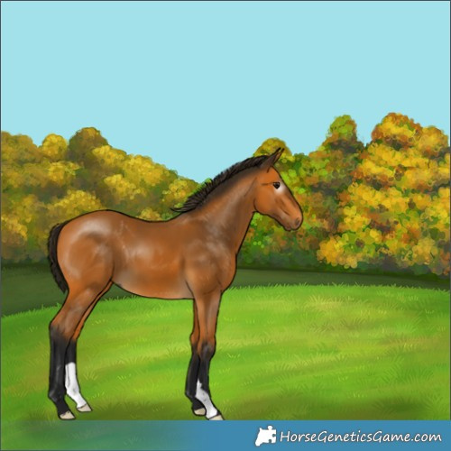 Horse Color:Gray Buckskin 