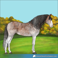 Horse Color:White Spotted Bay Splash  and White Spotted Bay Splash 