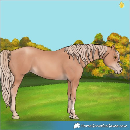 Horse Color:Gold Champagne 