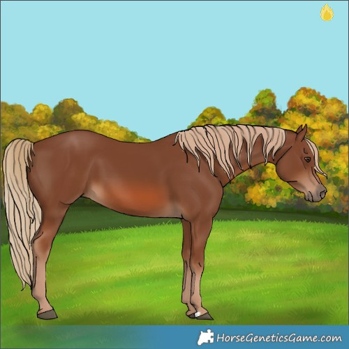 Horse Color:Chestnut 