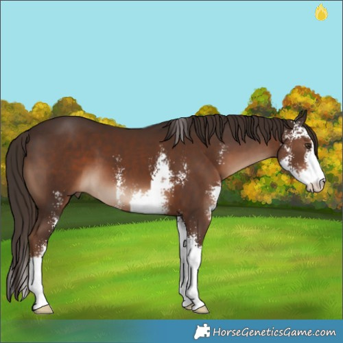 Horse Color:Liver Chestnut Sabino 