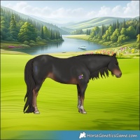 Horse Color:Liver Chestnut Tobiano