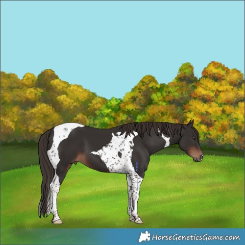 Horse Color:Liver Chestnut Tobiano 