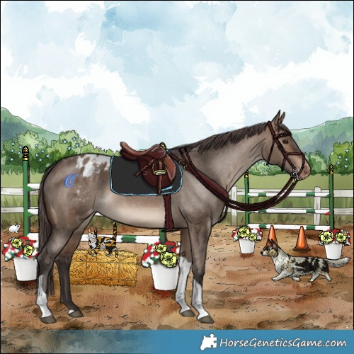 Horse Color:Brown Dun Tobiano Appaloosa Rabicano