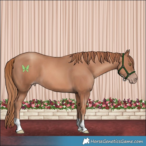 Horse Color:Gold Champagne 