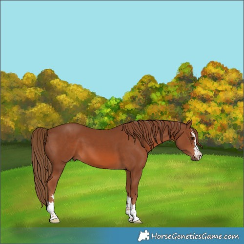 Horse Color:Chestnut 
