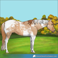 Horse Color:Red Dun Tobiano Brindle