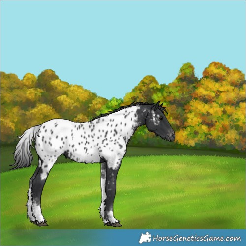 Horse Color:White Spotted Black Near Leopard
