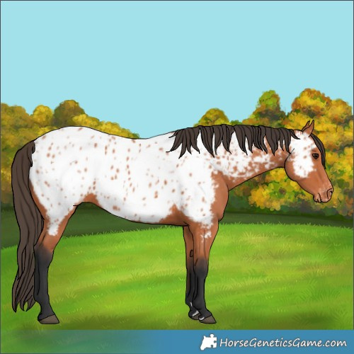 Horse Color:Bay Appaloosa 