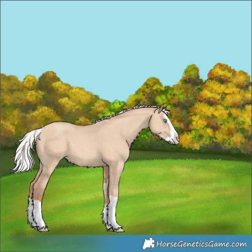 Horse Color:Silver Classic Champagne Dun Splash