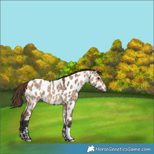 Horse Color:Bay Dun Near Leopard and Bay Dun Near Leopard