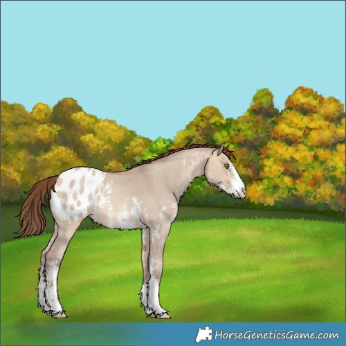 Horse Color:Amber Champagne Dun Sabino Blanket