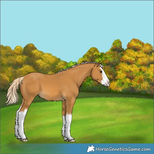 Horse Color:Palomino Splash 