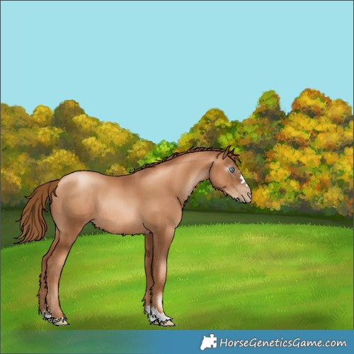 Horse Color:Gray Gold Champagne Pearl Rabicano 