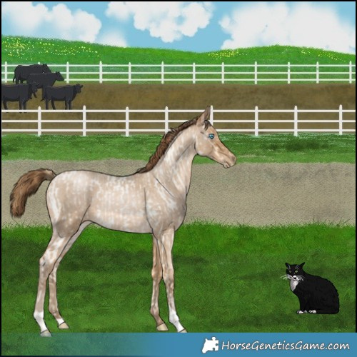 Horse Color:Buckskin Roan Pearl and Gray Buckskin Roan Pearl