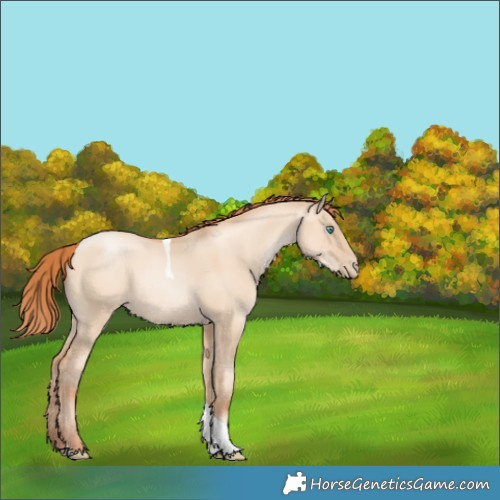 Horse Color:Amber Champagne Pearl Dun Tobiano Rabicano