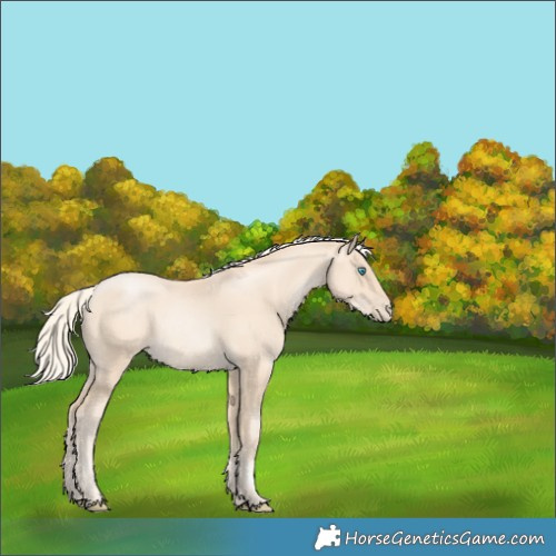 Horse Color:Gold Cream Champagne Pearl Rabicano