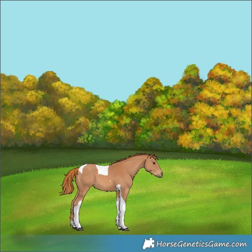 Horse Color:Chestnut Tobiano 