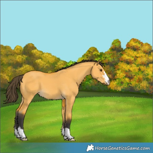 Horse Color:Buckskin Dun