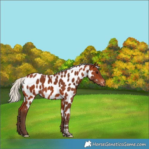 Horse Color:Silver Bay Tobiano Near Leopard 