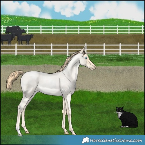 Horse Color:Buckskin Roan Pearl and Buckskin Roan Pearl