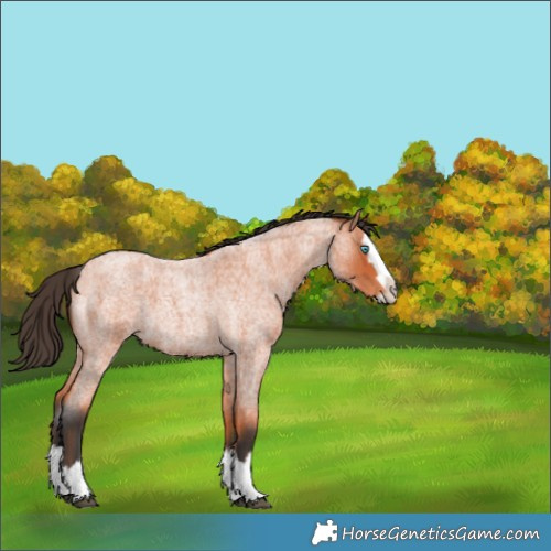 Horse Color:Bay Roan Splash 